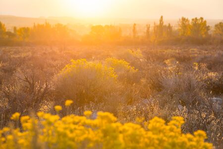 Sunny autumn meadow. Natural background.の写真素材
