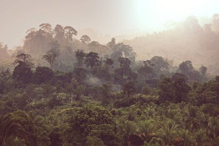 Beautiful green tropical jungle for natural background