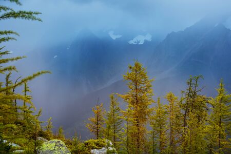 Beautiful golden larches in mountains, Canada. Fall season.