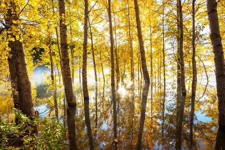 Colorful sunny forest scene in Autumn season with yellow trees in clear day.の写真素材
