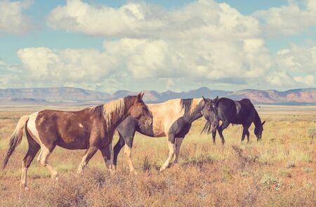 Horse herd run on pasture in Chile, South Americaの写真素材
