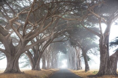 Misty trees alley in foggy weather.の写真素材