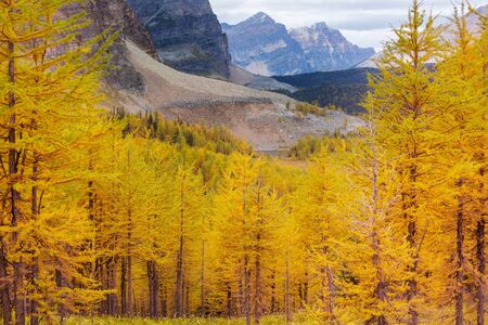 Beautiful golden larches in mountains, Canada. Fall season.