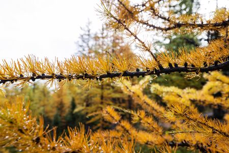 Beautiful golden larches in mountains, Canada. Fall season.