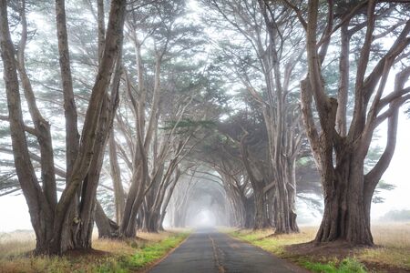 Misty trees alley in foggy weather.の写真素材