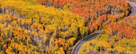 Colorful Autumn scene on countryside road in the forest