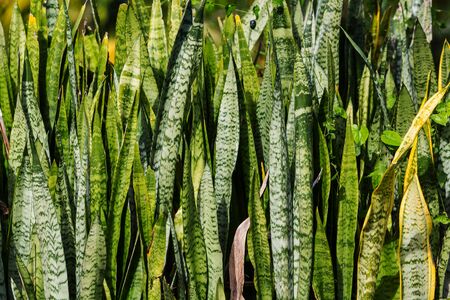 Bright spring green grass field. Flowers leaves in tropical garden.の写真素材