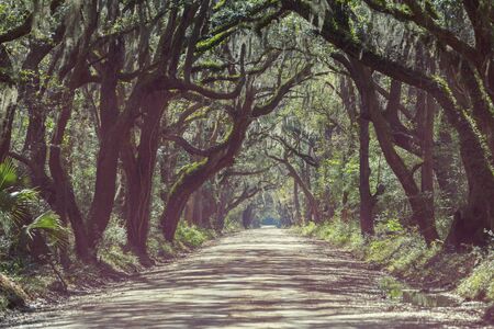 Misty trees alley in foggy weather.の写真素材