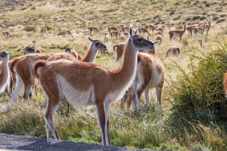 Wild Guanaco (Lama Guanicoe) in Patagonia prairie, Chile, South Americaの写真素材