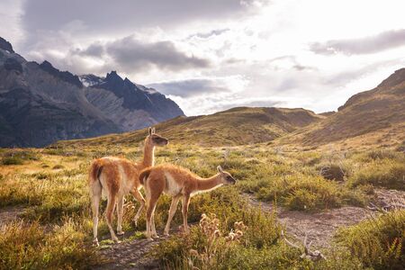 Beautiful mountain landscapes in Torres Del Paine National Park, Chile. World famous hiking region.の写真素材