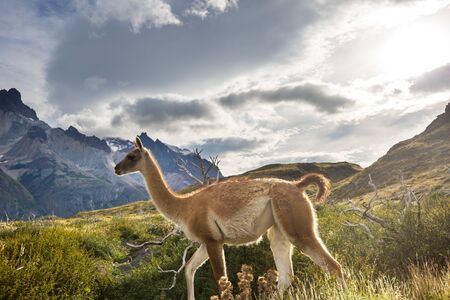 Beautiful mountain landscapes in Torres Del Paine National Park, Chile. World famous hiking region.の写真素材