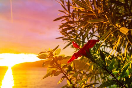 Fantastic tropical sunset in flowers gardenの写真素材