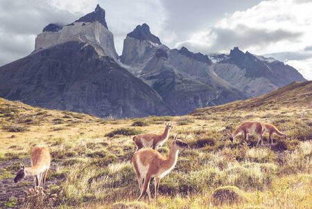 Beautiful mountain landscapes in Torres Del Paine National Park, Chile.の写真素材