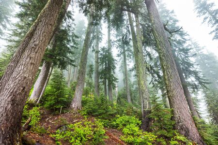 Magic misty forest. Beautiful natural landscapes.