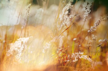 Sunny autumn meadow.の写真素材