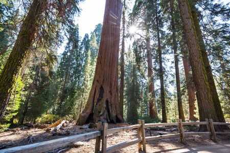 Sequoias forest in summer seasonの写真素材