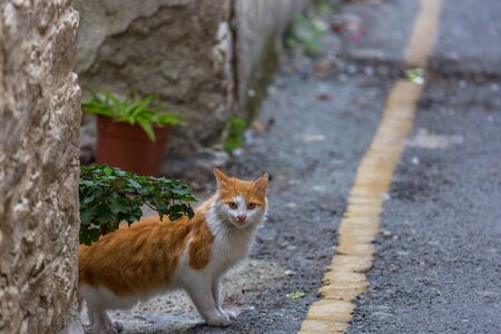 adult domestic cat portrait close upの写真素材