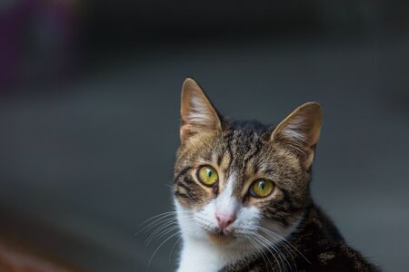adult domestic cat portrait close up