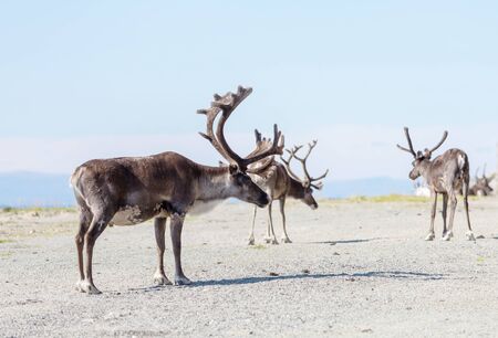 Reindeer in Norway in summer seasonの写真素材