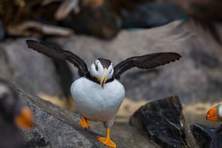 Horned Puffin (Fratercula corniculata), close up shotの写真素材