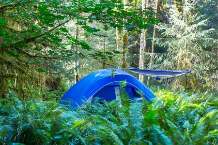 Modern tourist tent hanging between trees in green forestの写真素材