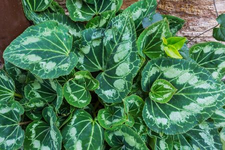 Green leaves close up in gardenの写真素材