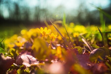 Wild flowers meadow in spring forest. Spring Natural background.