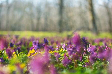 Wild flowers meadow in spring forest. Spring Natural background.