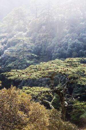 Green cedar trees in Cyprus mountainsの写真素材