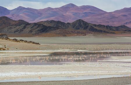 Flamingo in the lake of Bolivian Altiplanoの写真素材