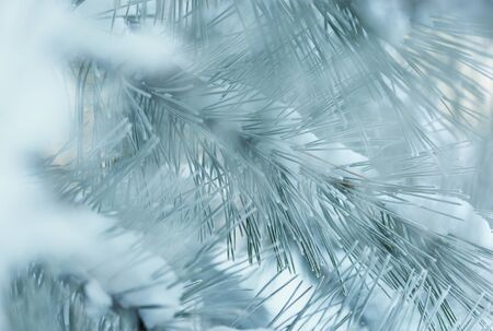 Christmas theme- frozen pine. Christmas and New Year holidays background, winter season. Christmas...