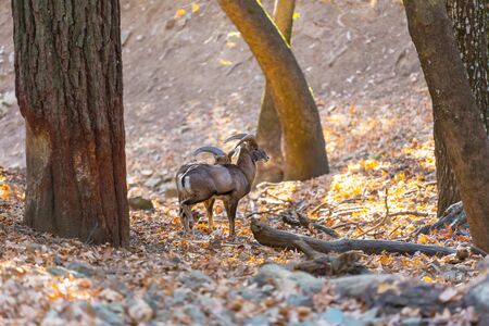 Wild moufflon in Cyprus forest