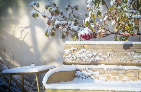 Bench with a dusting of snow in winter gardenの写真素材