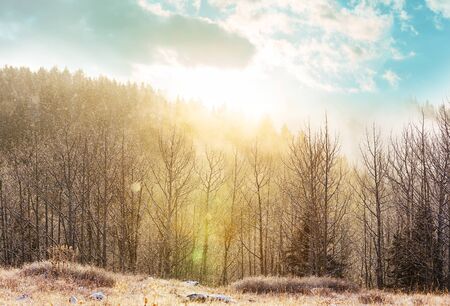 Scenic snow-covered forest in winter season. Good for Christmas background.の写真素材