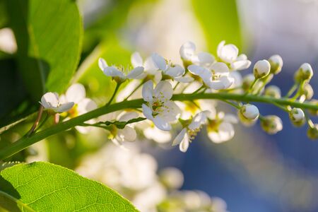 Flowers of the cherry blossoming in the spring gardenの写真素材
