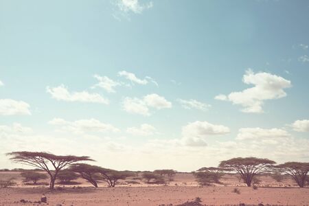African landscapes -hot yellow bush, trees  and blue sky. Conceptual african background.の写真素材