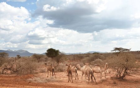 African landscapes -hot yellow bush, trees  and blue sky. Conceptual african background.