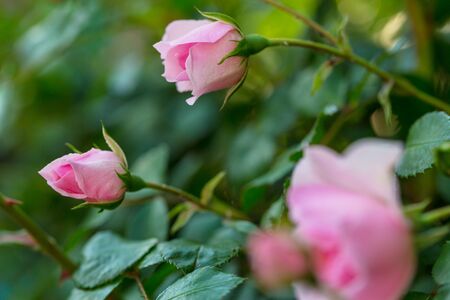 Pink Rose, beautiful nature backgroundの写真素材