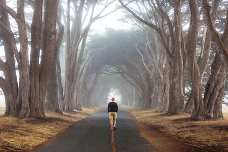 Green trees tunnel. Natural background.の写真素材