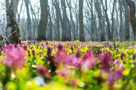 Beautiful woodland landscapes. Spring flowers In the forest.