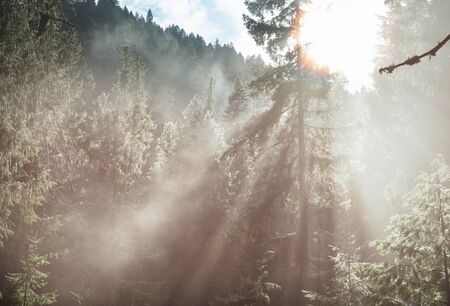 Sunny beams in forest at sunsetの写真素材