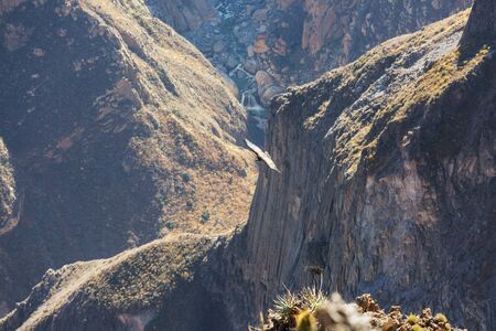 Flying condor in the Colca canyon,Peruの写真素材