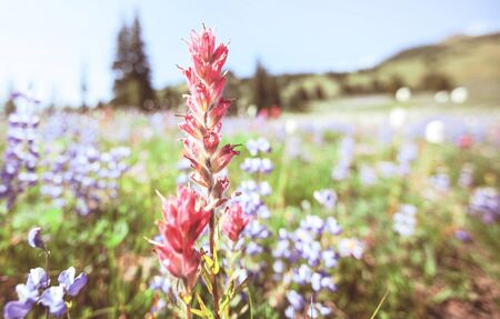 Mountain meadow in summer seasonの写真素材
