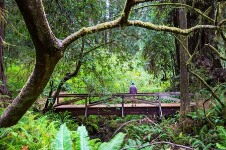 Redwood trees in Northern California forest, USA