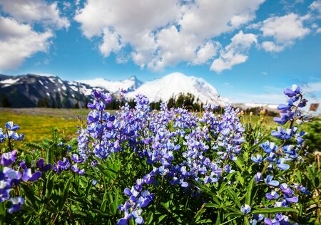 Mountain meadow in sunny day. Natural summer landscape.の写真素材