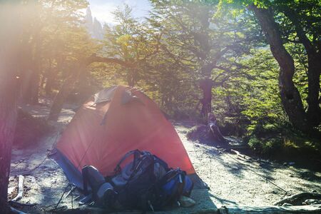 Modern tourist tent hanging between trees in green forestの写真素材