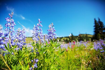 Mountain meadow in sunny day. Natural summer landscape.