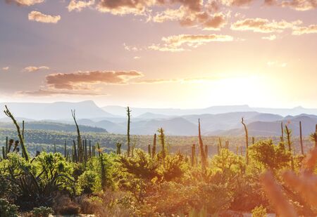 Cactus fields in Mexico, Baja Californiaの写真素材