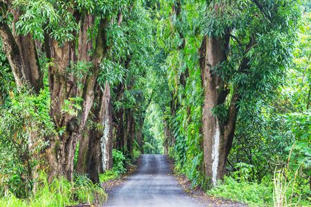Dirt road in remote jungle in Big Island, Hawaiiの写真素材