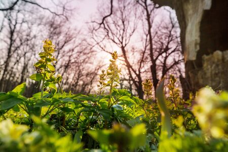 Beautiful woodland landscapes. Spring flowers In the forest.